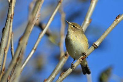 Chiffchaff  190.jpg