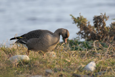 Greylag Goose  652.jpg