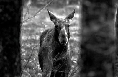 Alces alces 024.jpg