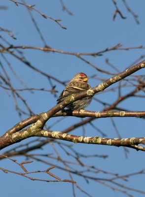 Common redpoll  258.jpg