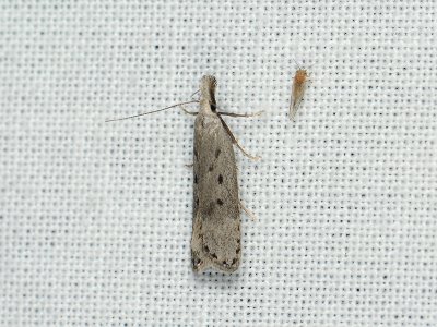 1112 Dichomeris juniperella 036.jpg