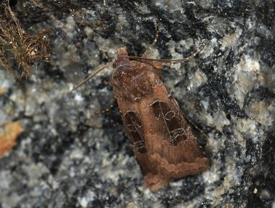 3000 Chersotis cuprea 120.jpg