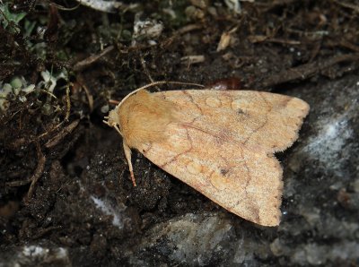 2823 Enargia paleacea 121.jpg