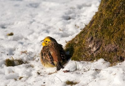 Yellowhammer  5812.jpg