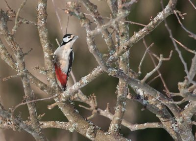 Great Spotted Woodpecker  6018.jpg