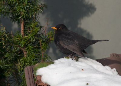 Common Blackbird  6098.jpg
