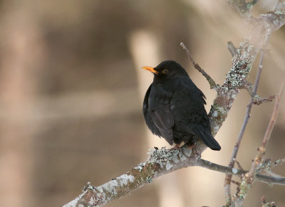 Common Blackbird  6143.jpg