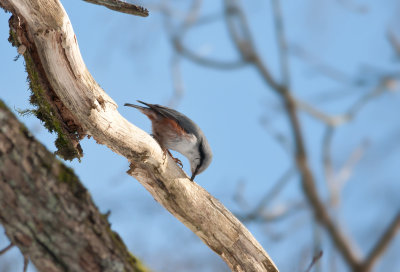 Nuthatch  6189.jpg