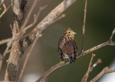 Yellowhammer  6198.jpg