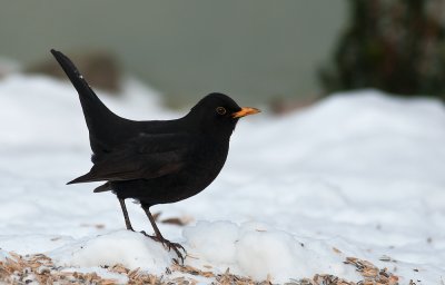 Common Blackbird