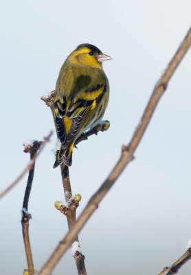 Siskin  6267.jpg