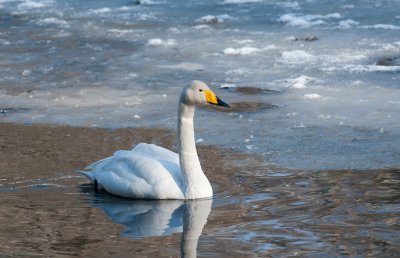 Whooper Swan  6341.jpg