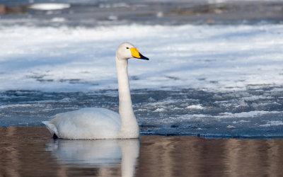 Whooper Swan  6429.jpg