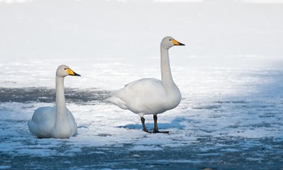 Whooper Swan  6362.jpg