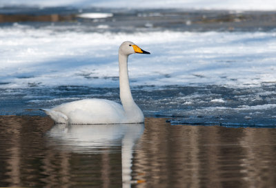 Whooper Swan  6426.jpg