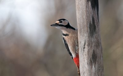 Great Spotted Woodpecker  6717.jpg