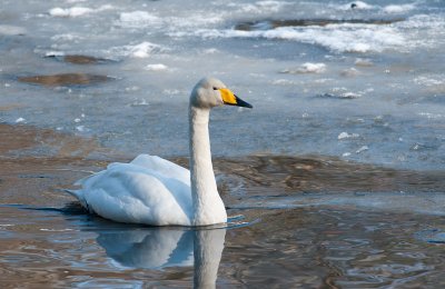 Whooper Swan  6344.jpg