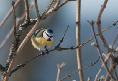 Blue Tit  6484.jpg