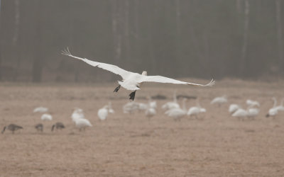 Whooper Swan  7890.jpg