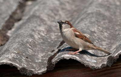 House Sparrow  8386.jpg