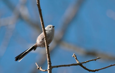 Long-tailed Tit  8549.jpg