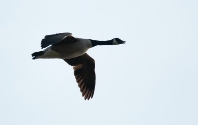 Canada Goose  9054.jpg