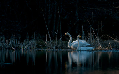 Whooper Swan  8914.jpg