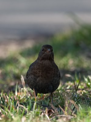Common Blackbird  9345.jpg