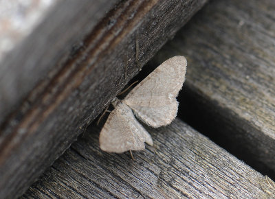 2445   Eupithecia valerianata  228.jpg