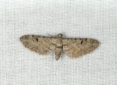 2473   Eupithecia pimpinellata  156.jpg