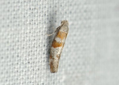 0427 Cedestis gysseleniella 057.jpg