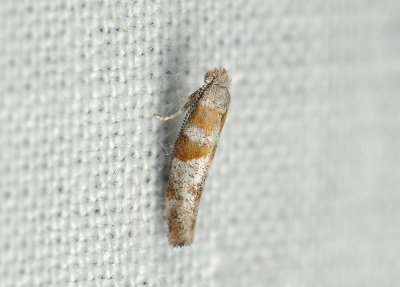 0427   Cedestis gysseleniella  057.jpg