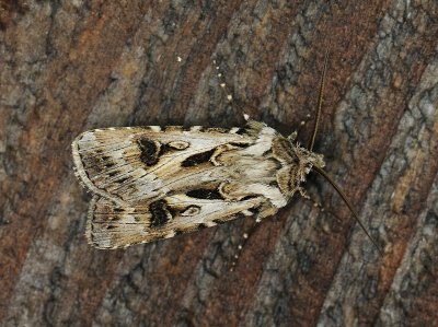 2980   Agrotis vestigialis  242.jpg