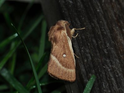 1940   Lasiocampa trifolii  243.jpg