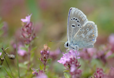 2074 Polyommatus dorylas 370.jpg