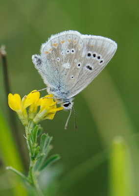 2074 Polyommatus dorylas 382.jpg