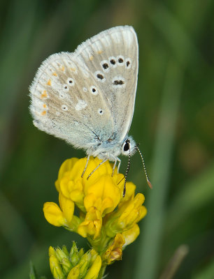2074 Polyommatus dorylas 398.jpg