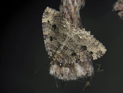 2409 Triphosa dubitata 057.jpg