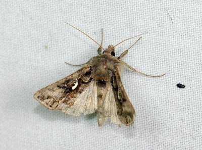 2646 Autographa mandarina 091.jpg