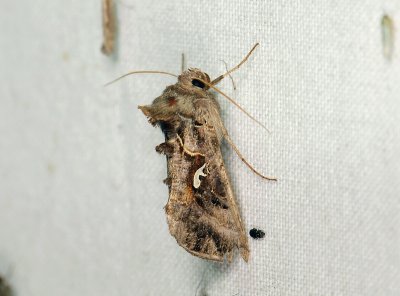 2646 Autographa mandarina 098.jpg