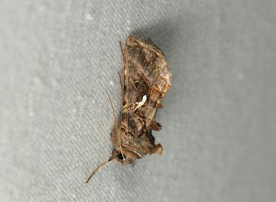 2646 Autographa mandarina 216.jpg