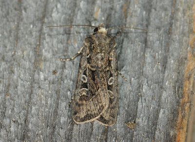 2975 Euxoa tritici 261.jpg