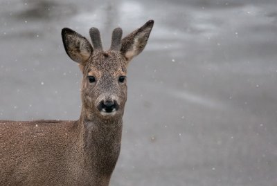 Capreolus capreolus  0075.jpg