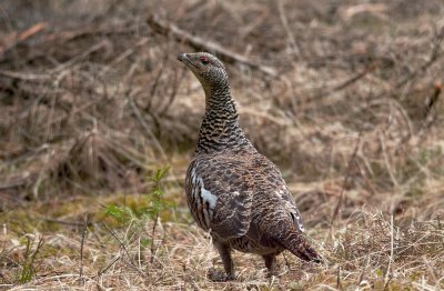 Capercaillie
