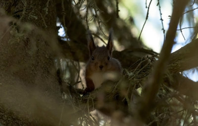 Sciurus vulgaris  1789.jpg