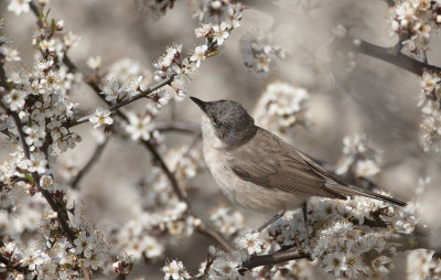 Lesser Whitethroat