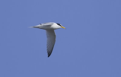 Little Tern  2289.jpg