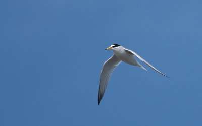Little Tern  2296.jpg