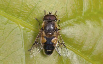 fly  2900.jpg