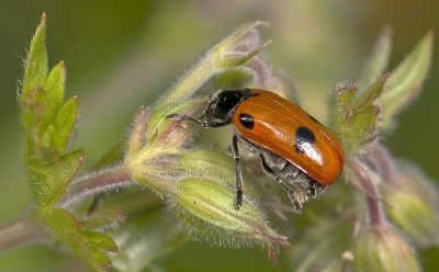 bug 2907.jpg